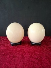 Ostrich Egg. Pair On Stands. Real And Natural