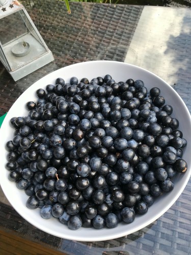 1kg fresh sloe berries - 1kg,