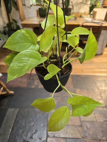 Neon pothos hanging pot - neon, in