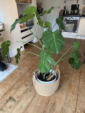 Real Monstera Deliciosa / Swiss Cheese Large plant -  planter saucer and basket