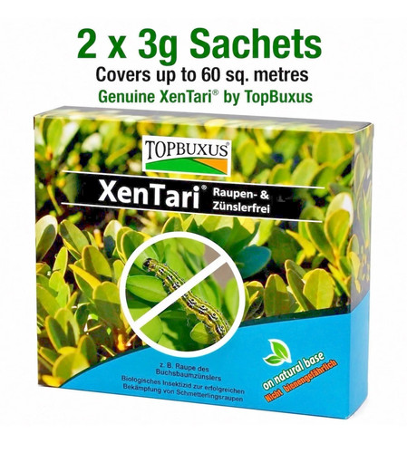 Topbuxus xentari boxwood - xentari,
