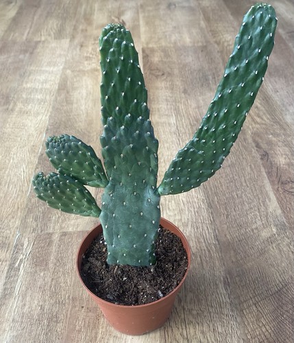 Road kill cactus - road, |