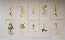 10 x Antique hand coloured SOWERBY BOTANICAL PRINTS /PLATES - floral F