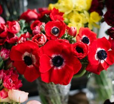 20 Anemone De Caen HOLLANDIA Summer Flowering Bulbs RED Garden Perennial Corms