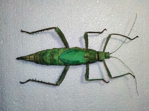 Heteropteryx dilatata female