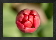 Red tulip blooming Framed Wall