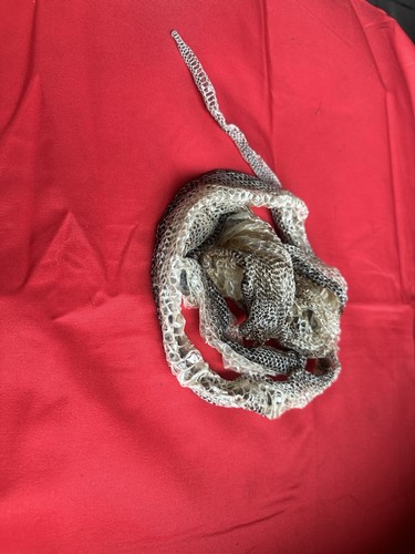 Half shed img anery het - half,