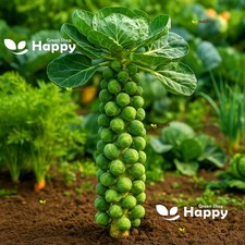 Vegetable Brussels Sprouts Long Island 500 SEEDS - Early Variety - Rich Flavour