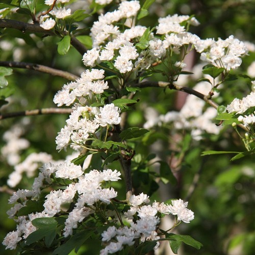 Plena hawthorn may - hawthorn, blossom