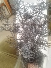 BiOrb Black Sea Fan - Small Aquarium Fish Tank Plant Decor