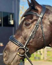 Anatomical Shimmer Dressage