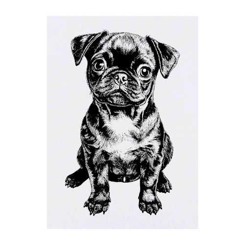 Cute pug puppy temporary - pug, puppy'