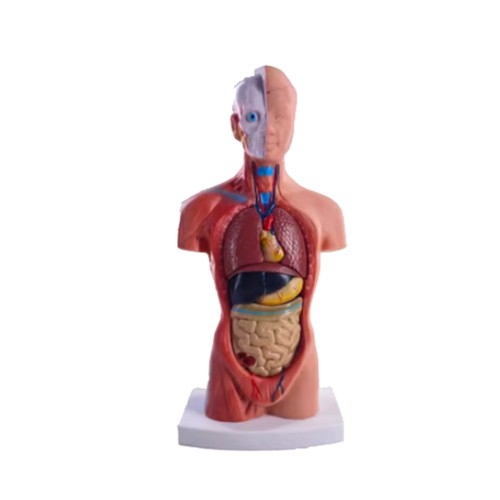 Torso mannequin anatomy doll - torso,