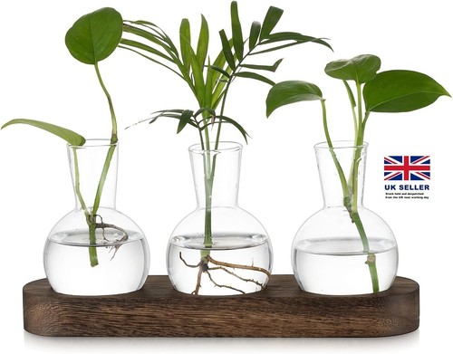 Hewory terrarium plant - hewory,