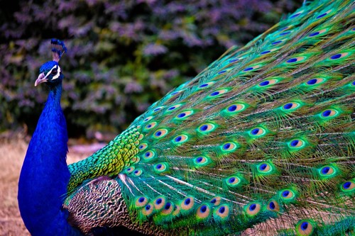 Peafowl peacock hatching - peacock,