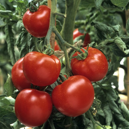 Tomato ailsa craig reliable - tomato,