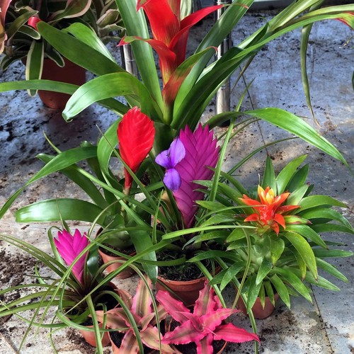 Live plant bromeliad - live,