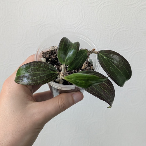 Rare hoya merrillii red - hoya,