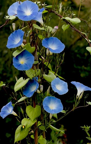 Morning glory seeds - seeds, [ipomoea