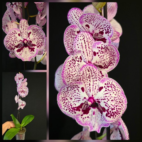 Phalaenopsis big lip dotted - phalaenopsis,