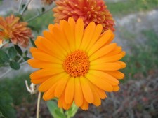 Pot Marigold Seeds, Calendula Officinalis, Persimmon, Hardy Annual, 120 to 1200