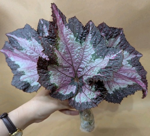 Sal comet begonia rex leaf - 'sal's,
