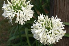 Agapanthus africanus 'Albus'