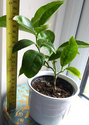 Mini lemon citrus - lemon, tree