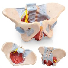 1:1 Life Size Human Female