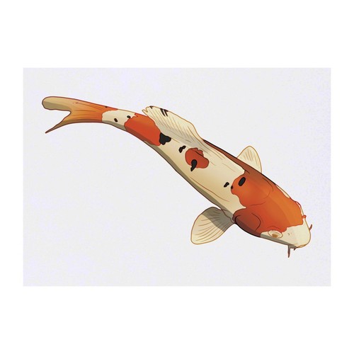 Koi fish temporary - tattoo,