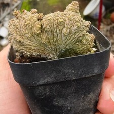 4-5CM Succulent Cactus Plant
