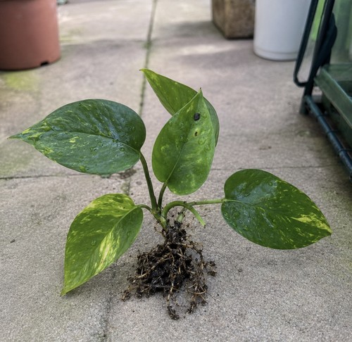 Golden pothos devil - golden, ivy