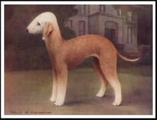 BEDLINGTON TERRIER DOG ART
