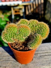 Hildewintera Aureispina cristata | The Crested Golden Rat Tail Cactus