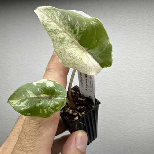 Alocasia azlanii variegata - alocasia,