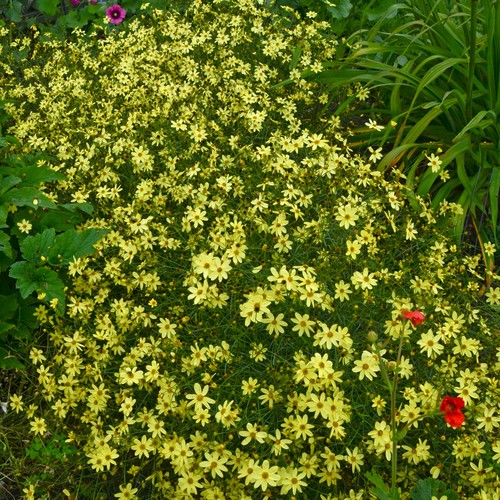 Coreopsis moonbeam rhs award - moonbeam,