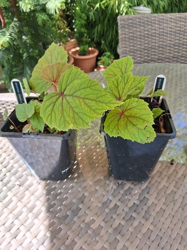 Begonia grandis alba - grandis, x