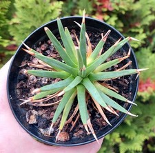 Agave albopilosa - Very Rare -