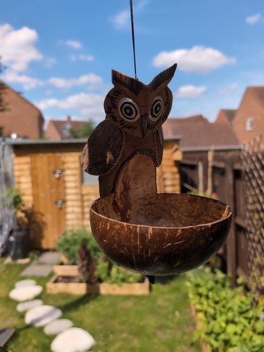 Owl coconut hand carved - hand, bird