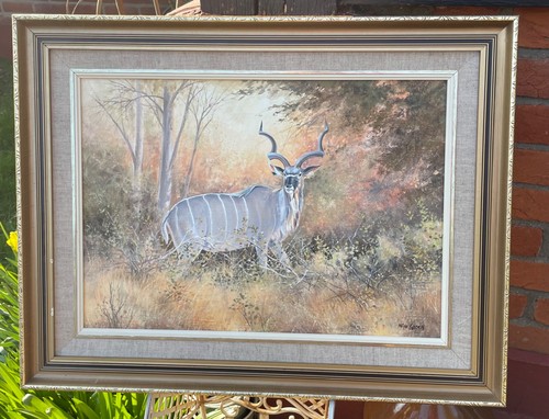 African kudu bull wim - by, kosch