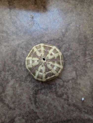 Pretty tropical sea urchin - pretty,