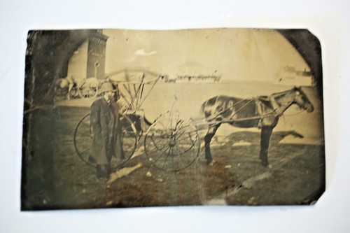 Antique horse tintype - horse,