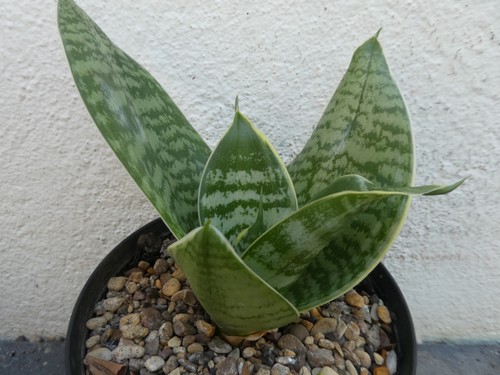 Sansevieria shown in - sansevieria, 12cm