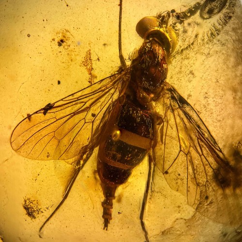 Striped fly burmese - striped, in