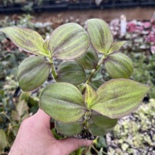 Tradescantia zebrina var