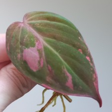 RARE - Philodendron Micans PINK HIGHLY Variegated - 1-LEAF Cutting, Rooted, A1