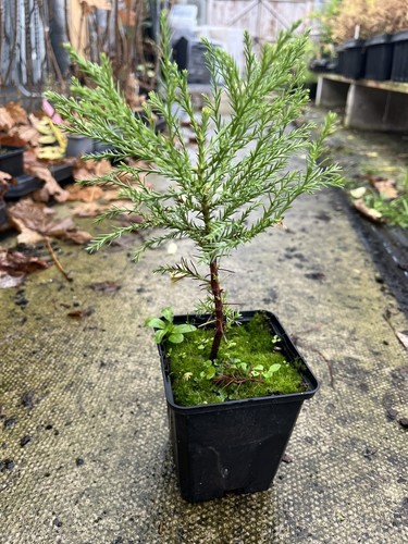 Giant redwood sequoiadendron - -,