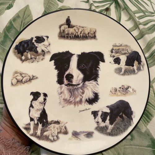 Border collie china plate - border,