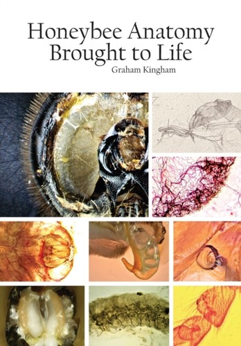 Honeybee anatomy brought - brought, to