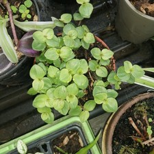 Callisia repens, creeping inch